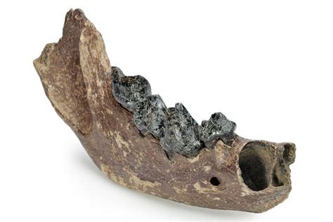 6.9" Fossil Cave Hyena (Crocuta crocuta spelaea) Mandible - Siberia ...