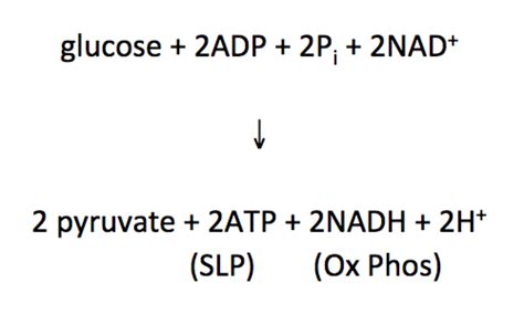 PCB 3023 Bayer 2022 Exam 2 CH 13 14 Flashcards Quizlet