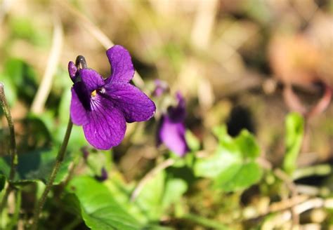 Violets Flower Violet Free Photo On Pixabay Pixabay