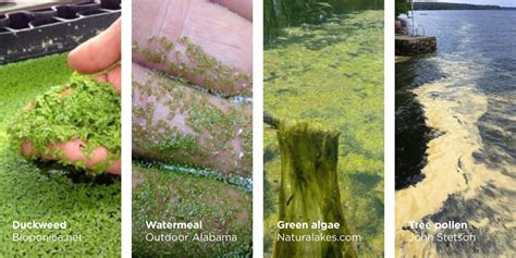 Blue Green Algae Expert Guide Lilly Center For Lakes And Streams