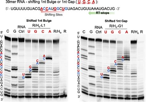 Figure From Site Selective Rna Functionalization Via Dna Induced