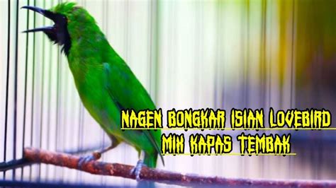 Bongkar Isian LOVEBIRD Mix KAPAS TEMBAK Pancingan Cucak Ijo Bongkar