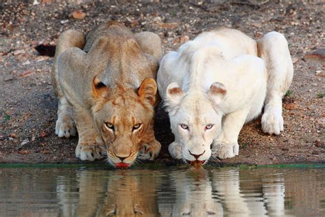 20 Animales albinos que lucen increibles