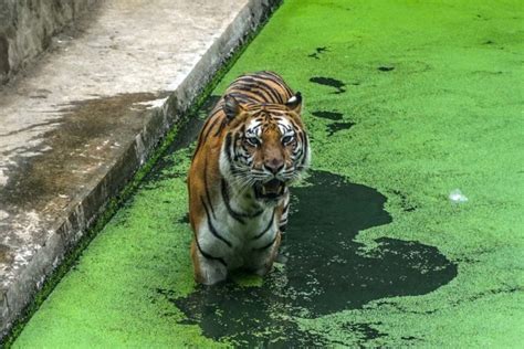 harimau Archives - Mongabay.co.id