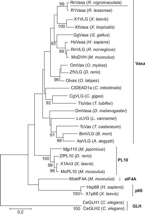 Phylogenetic Trees Of The Deduced Amino Acid Sequence Of Rnvasa And The