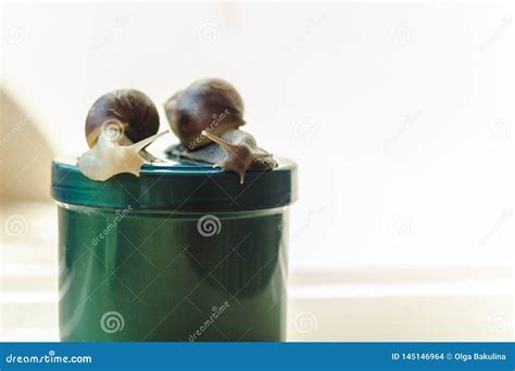 Two Achatina Snails And Cosmetics On The Light Background Extreme