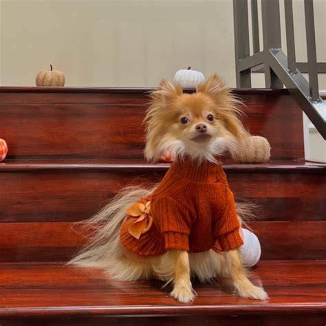 Pomeranian Fashion: Mastering the Art of Pomeranian Haircuts – Fitwarm