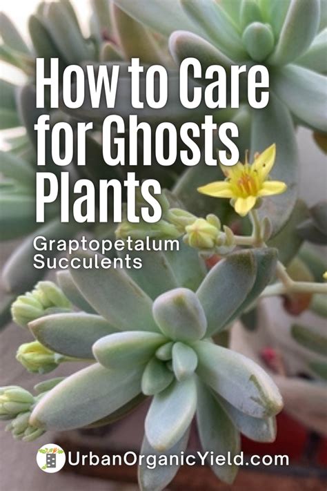 How To Keep Your Ghost Plant Alive Graptopetalum Succulent Plants