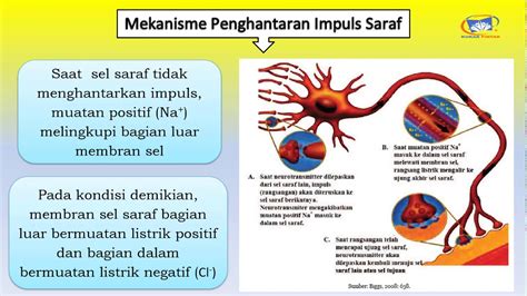 Ipa Kelas 9 Bab 4 Kelistrikan Pada Sel Saraf Pertemuan 5 Youtube