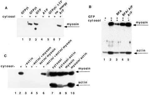 Myosin Binding To Isolated Golgi Membranes Is Actin Dependent Bfa