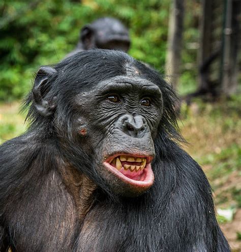 Best Chimpanzee Teeth Stock Photos Pictures And Royalty Free Images Istock