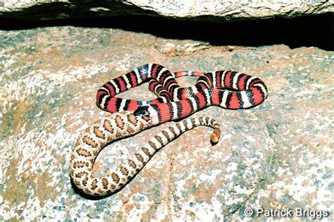 California Mountain Kingsnake Lampropeltis Zonata