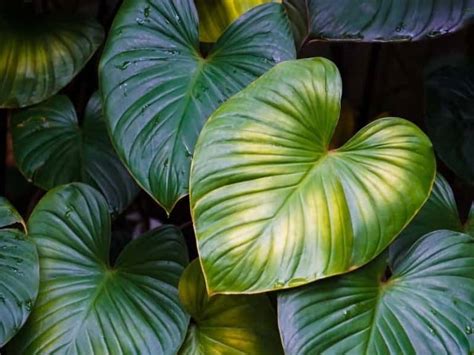 Rare Philodendron Species Why Is Philodendron So Rare Leafyjournal