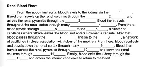 Renal Blood Flow Diagram Quizlet