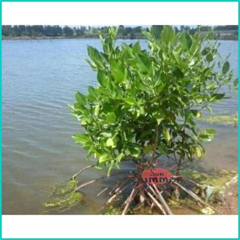 Jual TANAMAN BAKAU POHON MANGROVE UKURAN MEDIUM Berkualitas Kota