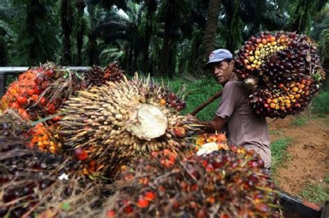 Serikat Petani Kelapa Sawit Ungkap Siasat Perusahaan Cpo Raih Cuan Besar