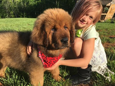Tibetan Mastiff Puppies For Sale Forest Va 193697
