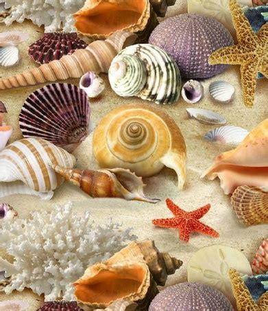 Фото Ракушки, морские звезды и рыболовная сеть возле деревянной поверхности