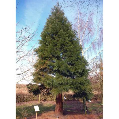 Sequoiadendron Giganteum Giant Redwood