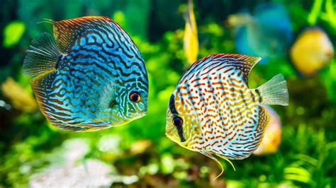 Bisnis Ikan Discus Usaha Ikan Paling Menggiurkan