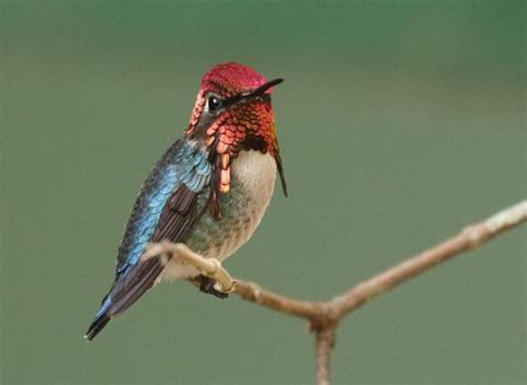 Bee Hummingbird | BirdNote