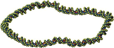 Circular DNA Throws Biologists For A Loop Science