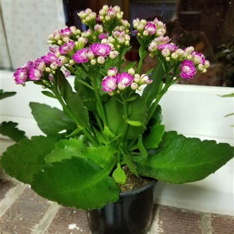 Kalanchoe Blossfeldiana Pink Queen Kalanchoe Pink Queen In