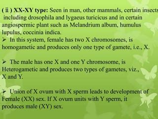 Sex Determination Chromosomal Theory Of Sex Determination PPT