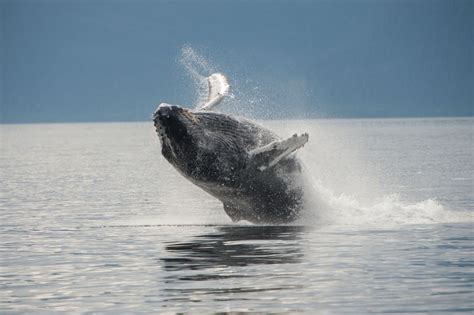 Photographing Alaska's Mighty Humpback Whales - Betty Sederquist ...