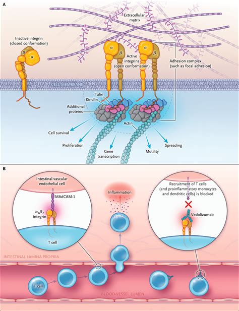 Leukocyte Extravasation Steps