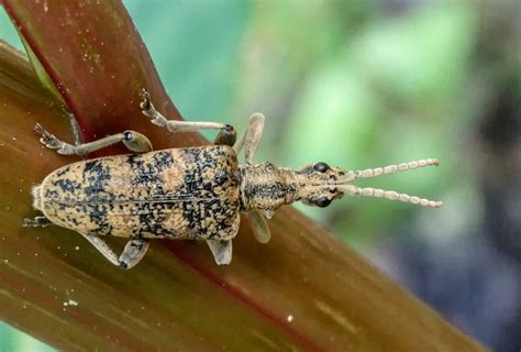 R F Insecta Coleoptera Cerambycidae Rhagium