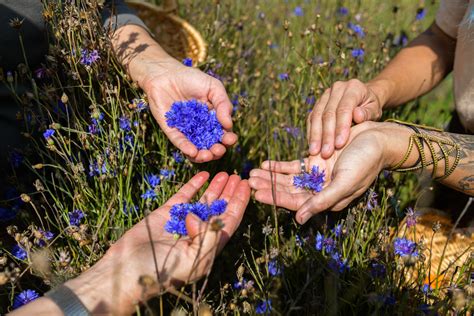 Wecandoo Visitez une ferme de plantes médicinales et créez votre sirop