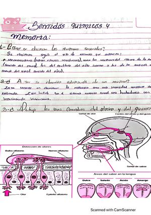 Guía Respiración Fisiología FISIOLOGÍA RESPIRATORIA 1 Qué es la