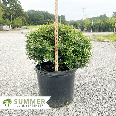 Dwarf Yaupon Holly Ilex Vomitoria Nana Shepherdssupply