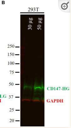 Gapdh Antibody Affinity Biosciences