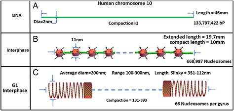 A Proposed Unified Mitotic Chromosome Architecture Pnas