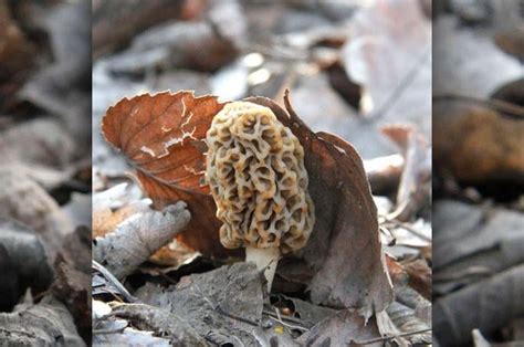 10 Tips For A Successful Morel Mushroom Hunt