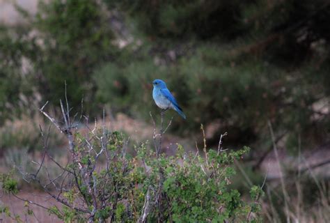 7 Fakta Burung Bluebird Gunung Migrasi Dengan Kawanan Lain