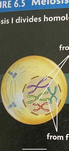 Biology Rd Quarter Exam Flashcards Quizlet