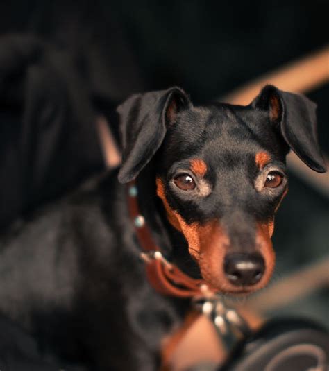 Miniature Pinscher In Close Up Photography · Free Stock Photo