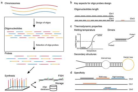 Ijms Free Full Text Single Copy Oligonucleotide Fluorescence In Situ Hybridization Probe