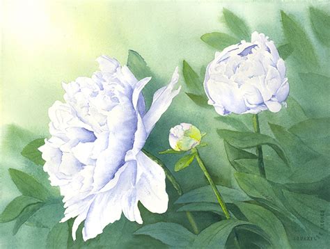 Peonies In White | Art Expressions by Carolyn