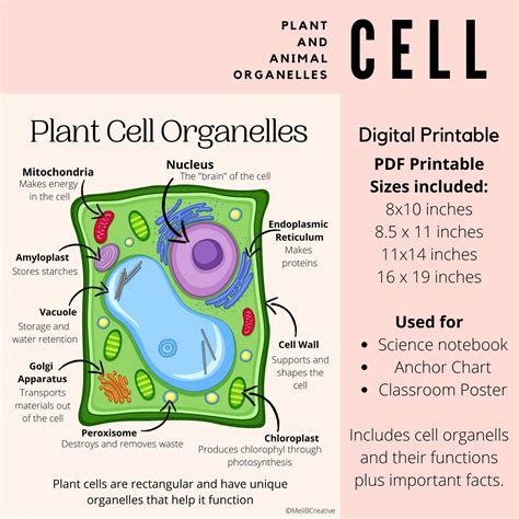 Plant And Animal Cell Classroom Posters Organelles Science Etsy Uk