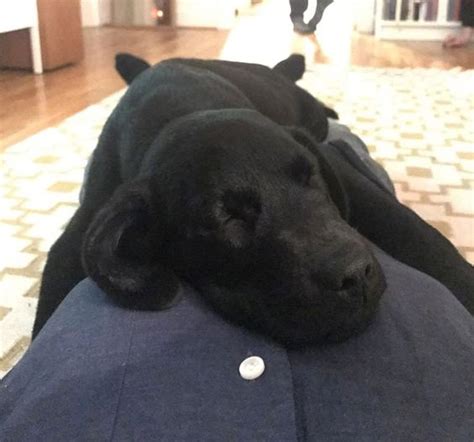 11 Overwhelming Moments Of Love Only Labrador Can Understand Sonderlives