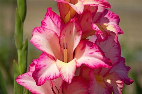 Gladiolus Flower Meaning and Symbolism: Your Complete Guide - Petal ...