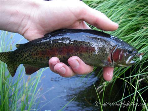 Native Trout Fly Fishing Kern River Rainbow Trout