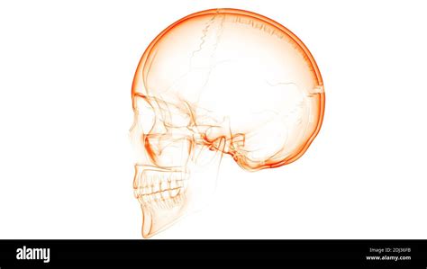 Human Skeleton System Skull Bone Parts Anatomy Stock Photo Alamy