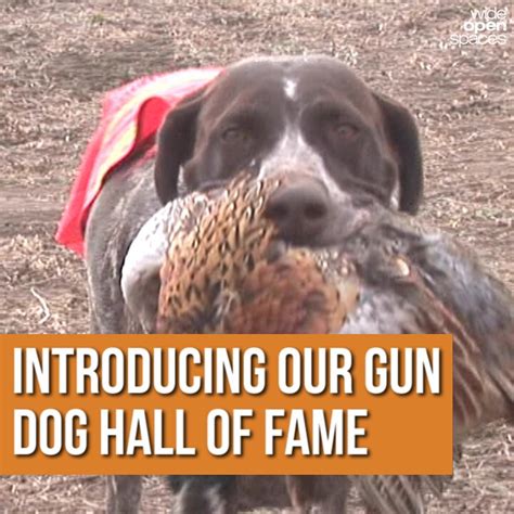 Introducing Our Gun Dog Hall of Fame