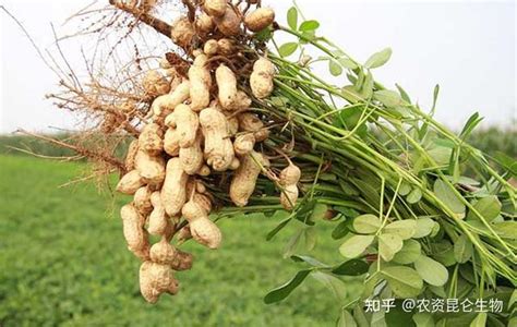 花生增产叶面肥用哪个？花生三遍肥怎样用？花生喷施昆仑风增产 知乎