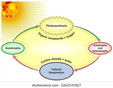 Photoautotrophes